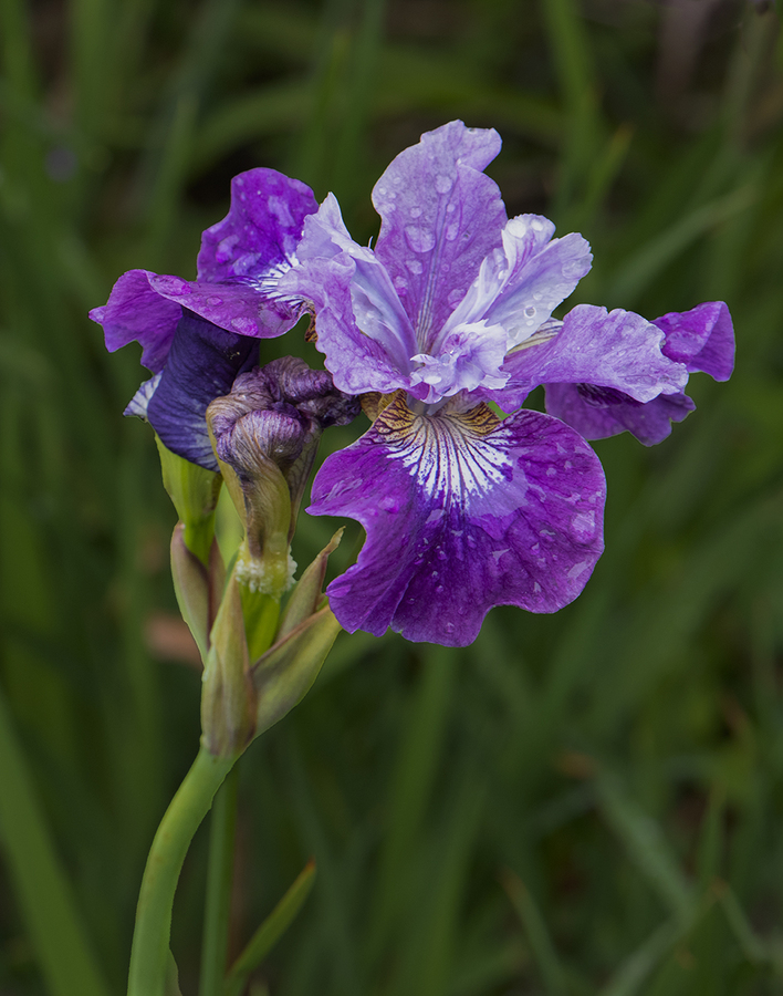 Water Iris - John Laverock